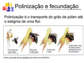 Polinização e fecundação
Polinização é o transporte do grão de pólen até
o estigma de uma flor.
 