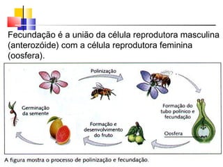 Fecundação é a união da célula reprodutora masculina
(anterozóide) com a célula reprodutora feminina
(oosfera).
 