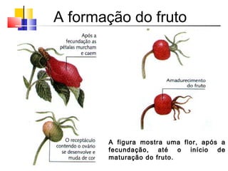 A formação do fruto
A figura mostra uma flor, após a
fecundação, até o início de
maturação do fruto.
 