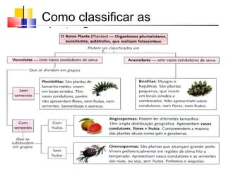 Como classificar as
plantas?
 