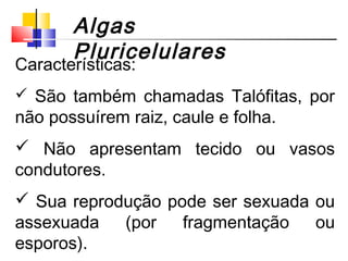 Características:
 São também chamadas Talófitas, por
não possuírem raiz, caule e folha.
 Não apresentam tecido ou vasos
condutores.
 Sua reprodução pode ser sexuada ou
assexuada (por fragmentação ou
esporos).
Algas
Pluricelulares
 