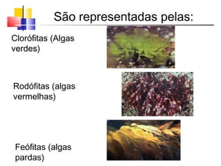 Clorófitas (Algas
verdes)
São representadas pelas:
Feófitas (algas
pardas)
Rodófitas (algas
vermelhas)
 