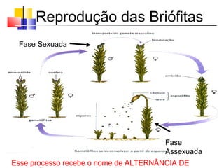 Reprodução das Briófitas
Esse processo recebe o nome de ALTERNÂNCIA DE
Fase Sexuada
Fase
Assexuada
 