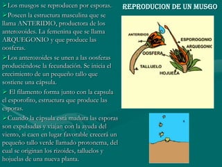 Los musgos se reproducen por esporas.        REPRODUCION DE UN MUSGO
Poseen la estructura masculina que se
llama ANTERIDIO, productora de los
anterozoides. La femenina que se llama
ARQUEGONIO y que produce las
oosferas.
Los anterozoides se unen a las oosferas
produciéndose la fecundación. Se inicia el
crecimiento de un pequeño tallo que
sostiene una cápsula.
 El filamento forma junto con la capsula
el esporofito, estructura que produce las
esporas.
Cuando la cápsula está madura las esporas
son expulsadas y viajan con la ayuda del
viento, si caen en lugar favorable crecerá un
pequeño tallo verde llamado protonema, del
cual se originan los rizoides, talluelos y
hojuelas de una nueva planta.
 
