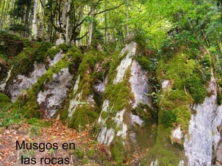 Musgos en
 las rocas
 