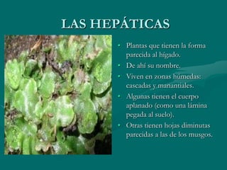 LAS HEPÁTICAS
      • Plantas que tienen la forma
        parecida al hígado.
      • De ahí su nombre.
      • Viven en zonas húmedas:
        cascadas y manantiales.
      • Algunas tienen el cuerpo
        aplanado (como una lámina
        pegada al suelo).
      • Otras tienen hojas diminutas
        parecidas a las de los musgos.
 