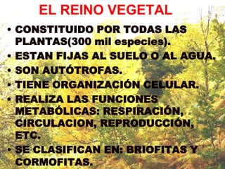 EL REINO VEGETAL
• CONSTITUIDO POR TODAS LAS
  PLANTAS(300 mil especies).
• ESTAN FIJAS AL SUELO O AL AGUA.
• SON AUTÓTROFAS.
• TIENE ORGANIZACIÓN CELULAR.
• REALIZA LAS FUNCIONES
  METABÓLICAS: RESPIRACIÓN,
  CIRCULACION, REPRODUCCIÓN,
  ETC.
• SE CLASIFICAN EN: BRIOFITAS Y
  CORMOFITAS.
 