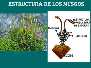 ESTRUCTURA DE LOS MUSGOS
 