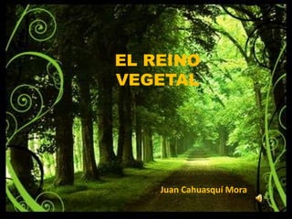 EL REINO
VEGETAL
Juan Cahuasquí Mora
 
