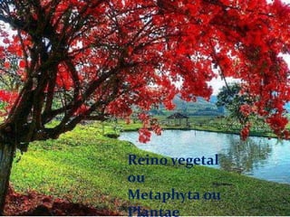Reino vegetal
ou
Metaphyta ou
Plantae
 