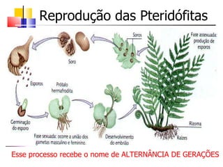 Reprodução das Pteridófitas Esse processo recebe o nome de ALTERNÂNCIA DE GERAÇÕES 