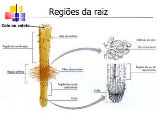 Regiões da raiz Colo ou coleto 