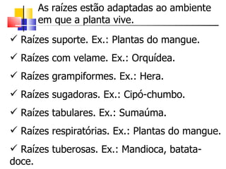 Raízes suporte. Ex.: Plantas do mangue. Raízes com velame. Ex.: Orquídea. Raízes grampiformes. Ex.: Hera. Raízes sugadoras. Ex.: Cipó-chumbo. Raízes tabulares. Ex.: Sumaúma. Raízes respiratórias. Ex.: Plantas do mangue. Raízes tuberosas. Ex.: Mandioca, batata-doce. As raízes estão adaptadas ao ambiente em que a planta vive. 