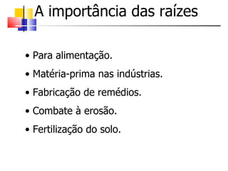 A importância das raízes Para alimentação. Matéria-prima nas indústrias. Fabricação de remédios. Combate à erosão. Fertilização do solo. 