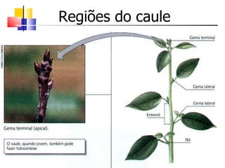 Regiões do caule 