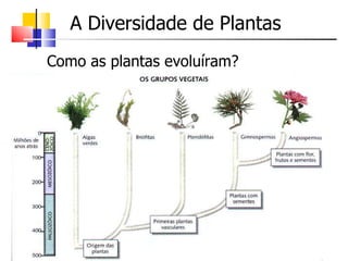 A Diversidade de Plantas Como as plantas evoluíram? 