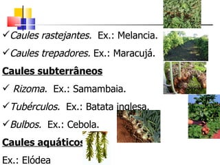 Caules rastejantes.  Ex.: Melancia. Caules trepadores.  Ex.: Maracujá. Caules subterrâneos Rizoma.  Ex.: Samambaia. Tubérculos.  Ex.: Batata inglesa. Bulbos.  Ex.: Cebola. Caules aquáticos Ex.: Elódea 