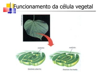 Funcionamento da célula vegetal   