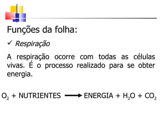Funções da folha: Respiração A respiração ocorre com todas as células vivas. É o processo realizado para se obter energia. O 2  + NUTRIENTES ENERGIA + H 2 O + CO 2 