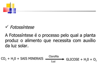 Fotossíntese A Fotossíntese é o processo pelo qual a planta produz o alimento que necessita com auxílio da luz solar. CO 2  + H 2 0 + SAIS MINERAIS GLICOSE + H 2 0 + O 2 Clorofila Luz 