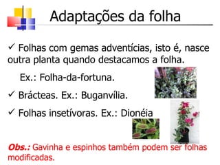 Adaptações da folha Folhas com gemas adventícias, isto é, nasce outra planta quando destacamos a folha. Ex.: Folha-da-fortuna. Brácteas. Ex.: Buganvília. Folhas insetívoras. Ex.: Dionéia Obs.:  Gavinha e espinhos também podem ser folhas modificadas. 