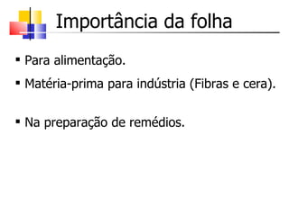 Importância da folha Para alimentação. Matéria-prima para indústria (Fibras e cera).  Na preparação de remédios. 