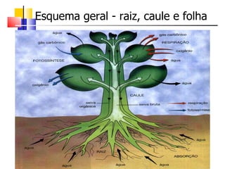 Esquema geral - raiz, caule e folha 