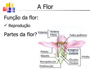 A Flor Função da flor: Reprodução Partes da flor? 