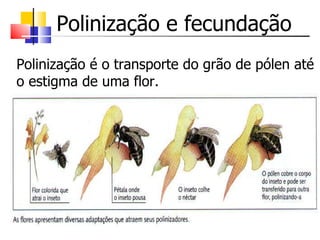 Polinização e fecundação Polinização é o transporte do grão de pólen até o estigma de uma flor. 