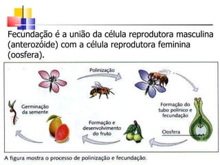 Fecundação é a união da célula reprodutora masculina (anterozóide) com a célula reprodutora feminina (oosfera). 