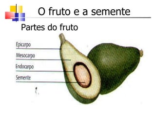 O fruto e a semente Partes do fruto 