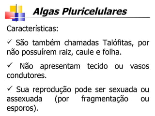 Características: São também chamadas Talófitas, por não possuírem raiz, caule e folha. Não apresentam tecido ou vasos condutores. Sua reprodução pode ser sexuada ou assexuada (por fragmentação ou esporos). Algas Pluricelulares 