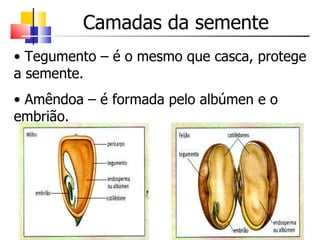 Camadas da semente Tegumento – é o mesmo que casca, protege a semente. Amêndoa – é formada pelo albúmen e o embrião. 