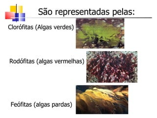 Clorófitas (Algas verdes) São representadas pelas: Feófitas (algas pardas) Rodófitas (algas vermelhas) 