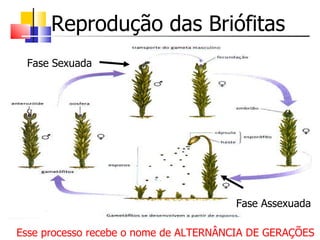 Reprodução das Briófitas Esse processo recebe o nome de ALTERNÂNCIA DE GERAÇÕES Fase Sexuada Fase Assexuada 