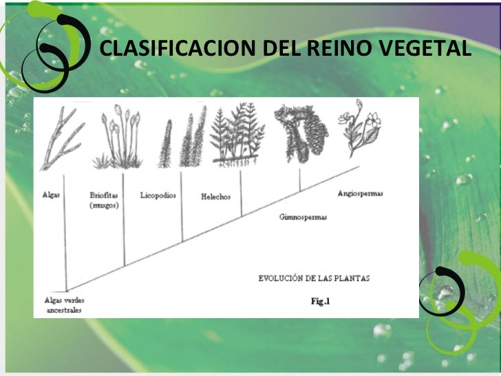 Reino vegetal