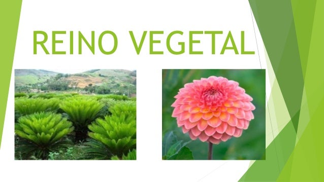 Reino vegetal
