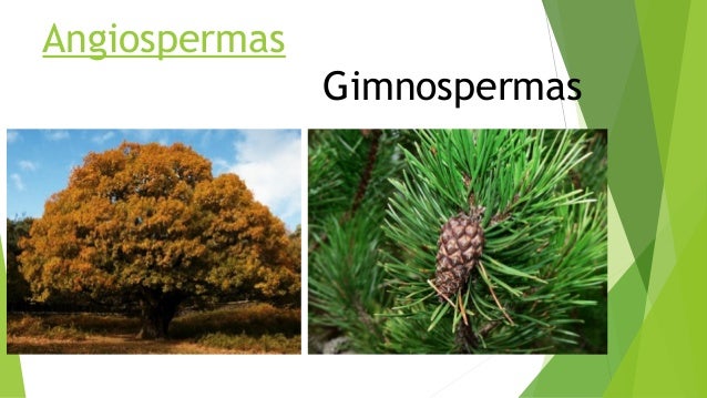 Partes De Las Plantas Y Sus Funciones Lifeder