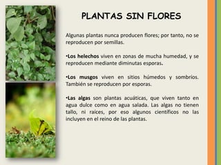 PLANTAS SIN FLORES

Algunas plantas nunca producen flores; por tanto, no se
reproducen por semillas.

•Los helechos viven ...