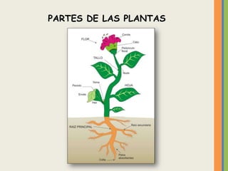 PARTES DE LAS PLANTAS
 