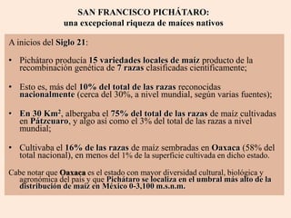 SAN FRANCISCO PICHÁTARO:
una excepcional riqueza de maíces nativos
A inicios del Siglo 21:
• Pichátaro producía 15 variedades locales de maíz producto de la
recombinación genética de 7 razas clasificadas científicamente;
• Esto es, más del 10% del total de las razas reconocidas
nacionalmente (cerca del 30%, a nivel mundial, según varias fuentes);
• En 30 Km2, albergaba el 75% del total de las razas de maíz cultivadas
en Pátzcuaro, y algo así como el 3% del total de las razas a nivel
mundial;
• Cultivaba el 16% de las razas de maíz sembradas en Oaxaca (58% del
total nacional), en menos del 1% de la superficie cultivada en dicho estado.
Cabe notar que Oaxaca es el estado con mayor diversidad cultural, biológica y
agronómica del país y que Pichátaro se localiza en el umbral más alto de la
distribución de maíz en México 0-3,100 m.s.n.m.
 
