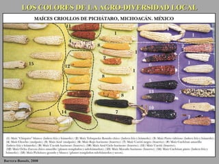 LOS COLORES DE LAAGRO-DIVERSIDAD LOCAL
Barrera-Bassols, 2008
 