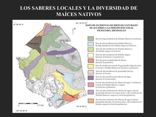 LOS SABERES LOCALES Y LA DIVERSIDAD DE
MAÍCES NATIVOS
 