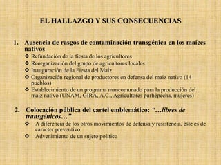 EL HALLAZGO Y SUS CONSECUENCIAS
1. Ausencia de rasgos de contaminación transgénica en los maíces
nativos
 Refundación de la fiesta de los agricultores
 Reorganización del grupo de agricultores locales
 Inauguración de la Fiesta del Maíz
 Organización regional de productores en defensa del maíz nativo (14
pueblos)
 Establecimiento de un programa mancomunado para la producción del
maíz nativo (UNAM, GIRA, A.C., Agricultores purhépecha, mujeres)
2. Colocación pública del cartel emblemático: “…libres de
transgénicos…”
 A diferencia de los otros movimientos de defensa y resistencia, éste es de
carácter preventivo
 Advenimiento de un sujeto político
 