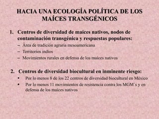 HACIA UNA ECOLOGÍA POLÍTICA DE LOS
MAÍCES TRANSGÉNICOS
1. Centros de diversidad de maíces nativos, nodos de
contaminación transgénica y respuestas populares:
– Área de tradición agraria mesoamericana
– Territorios indios
– Movimientos rurales en defensa de los maíces nativos
2. Centros de diversidad biocultural en inminente riesgo:
 Por lo menos 8 de los 22 centros de diversidad biocultural en México
 Por lo menos 11 movimientos de resistencia contra los MGM´s y en
defensa de los maíces nativos
 