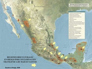 Basado en Boege, 2008
 