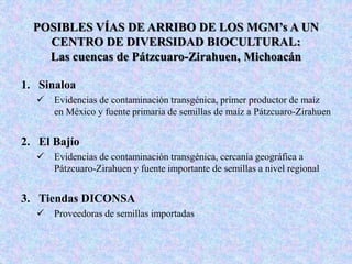 POSIBLES VÍAS DE ARRIBO DE LOS MGM’s A UN
CENTRO DE DIVERSIDAD BIOCULTURAL:
Las cuencas de Pátzcuaro-Zirahuen, Michoacán
1. Sinaloa
 Evidencias de contaminación transgénica, primer productor de maíz
en México y fuente primaria de semillas de maíz a Pátzcuaro-Zirahuen
2. El Bajío
 Evidencias de contaminación transgénica, cercanía geográfica a
Pátzcuaro-Zirahuen y fuente importante de semillas a nivel regional
3. Tiendas DICONSA
 Proveedoras de semillas importadas
 