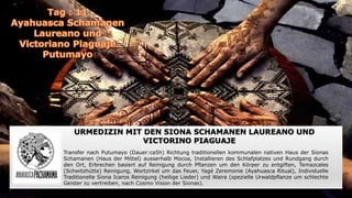 URMEDIZIN MIT DEN SIONA SCHAMANEN LAUREANO UND
VICTORINO PIAGUAJE
Transfer nach Putumayo (Dauer:ca5h) Richtung traditionellen kommunalen nativen Haus der Sionas
Schamanen (Haus der Mittel) ausserhalb Mocoa, Installieren des Schlafplatzes und Rundgang durch
den Ort, Erbrechen basiert auf Reinigung durch Pflanzen um den Körper zu entgiften, Temazcales
(Schwitzhütte) Reinigung, Wortzirkel um das Feuer, Yagé Zeremonie (Ayahuasca Ritual), Individuelle
Traditionelle Siona Icaros Reinigung (heilige Lieder) und Waira (spezielle Urwaldpflanze um schlechte
Geister zu vertreiben, nach Cosmo Vision der Sionas).
 