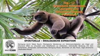 SPIRITUELLE – ÖKOLOGISCHE EXPEDITION
Reinigung durch Tabak Rauch, Ökologische Wanderung um Sehenswürdigkeiten wie Vögel und
Churucos Affen zu erkunden und Heilpflanzen zu entdecken, Individuelle Beratung mit dem
Schamanen, Temazcales (Schwitzhütte) Reinigung Ritual, Wortzirkel um das Feuer, Yagé Zeremonie
(Ayahuasca Ritual)
 