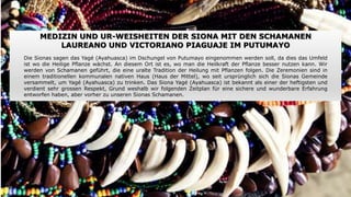 MEDIZIN UND UR-WEISHEITEN DER SIONA MIT DEN SCHAMANEN
LAUREANO UND VICTORIANO PIAGUAJE IM PUTUMAYO
Die Sionas sagen das Yagé (Ayahuasca) im Dschungel von Putumayo eingenommen werden soll, da dies das Umfeld
ist wo die Heilige Pflanze wächst. An diesem Ort ist es, wo man die Heilkraft der Pflanze besser nutzen kann. Wir
werden von Schamanen geführt, die eine uralte Tradition der Heilung mit Pflanzen folgen. Die Zeremonien sind in
einem traditionellen kommunalen nativen Haus (Haus der Mittel), wo seit ursprünglich sich die Sionas Gemeinde
versammelt, um Yagé (Ayahuasca) zu trinken. Das Siona Yagé (Ayahuasca) ist bekannt als einer der heftigsten und
verdient sehr grossen Respekt, Grund weshalb wir folgenden Zeitplan für eine sichere und wunderbare Erfahrung
entworfen haben, aber vorher zu unseren Sionas Schamanen.
 